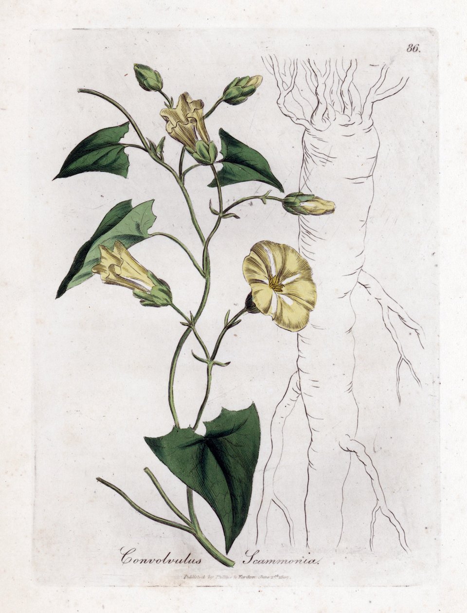 Scammony winde, Convolvulus scammonia. Illustratie van James Sowerby uit William Woodville en Sir William Jackson Hooker
