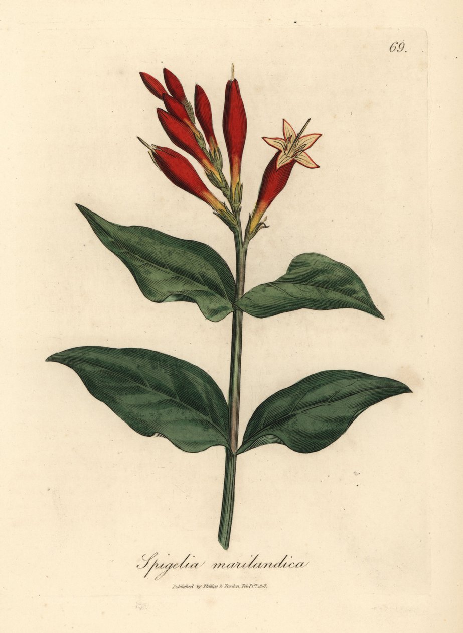 Scharlakenbloemige Indische pink, Spigelia marilandica door James Sowerby