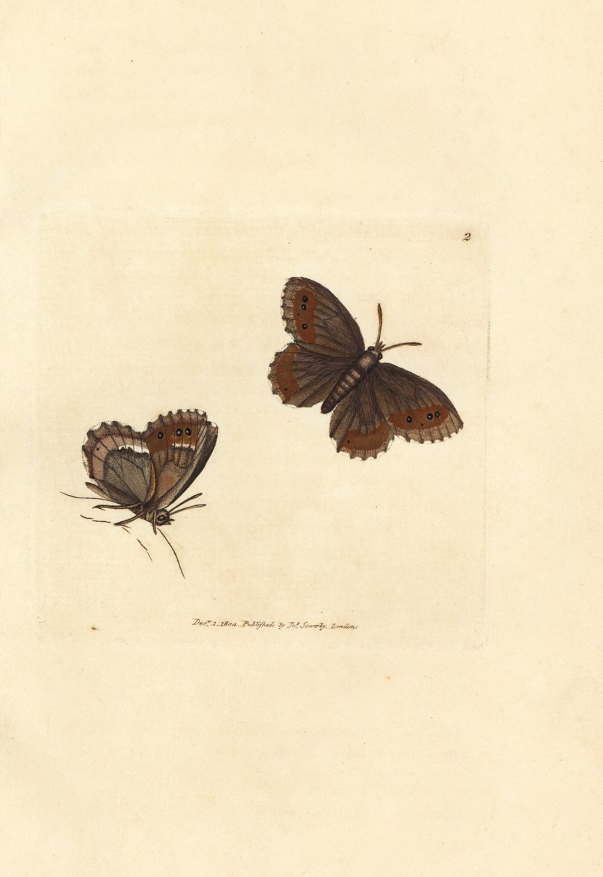 Schotse argusvlinder, Erebia aethiops door James Sowerby
