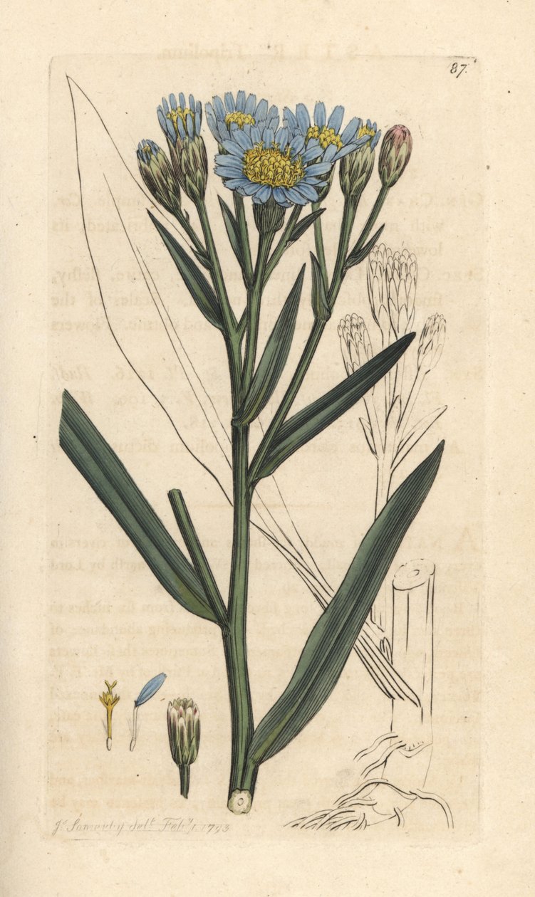 Zeeaster, Tripolium pannonicum subsp. tripolium. Handgekleurde kopergravure naar een illustratie door James Sowerby uit James Smith