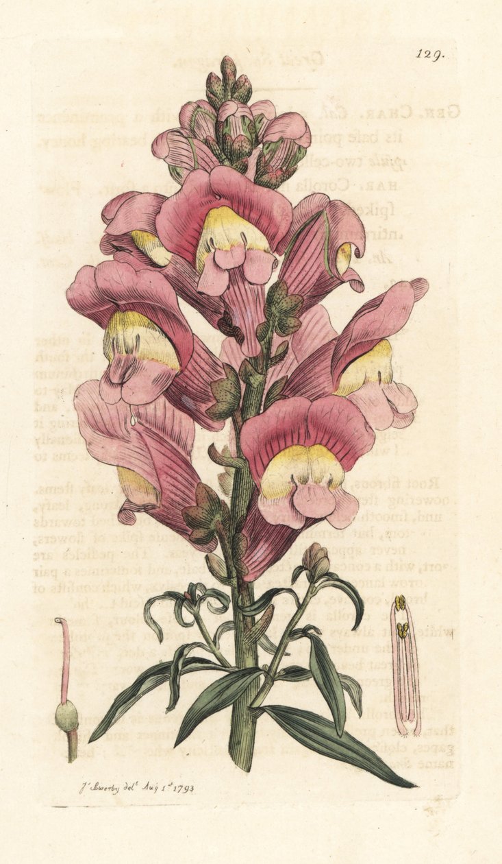 Leeuwenbek, Antirrhinum majus. Handgekleurde kopergravure naar een illustratie door James Sowerby uit James Smith