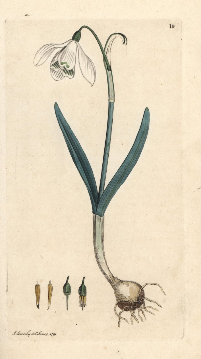 Sneeuwklokje, Galanthus nivalis door James Sowerby