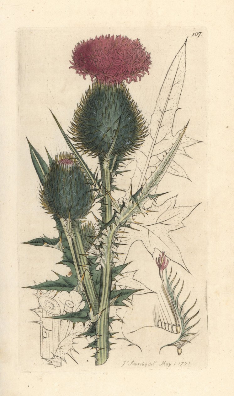 Speerdistel, Cirsium vulgare (Carduus lanceolatus) door James Sowerby