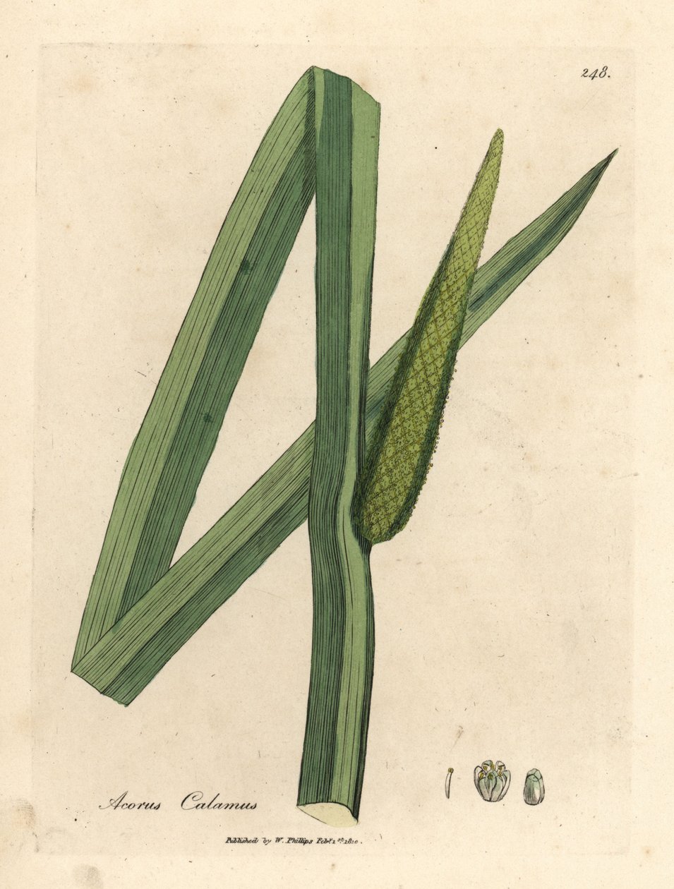 Kalmoes, Acorus calamus door James Sowerby