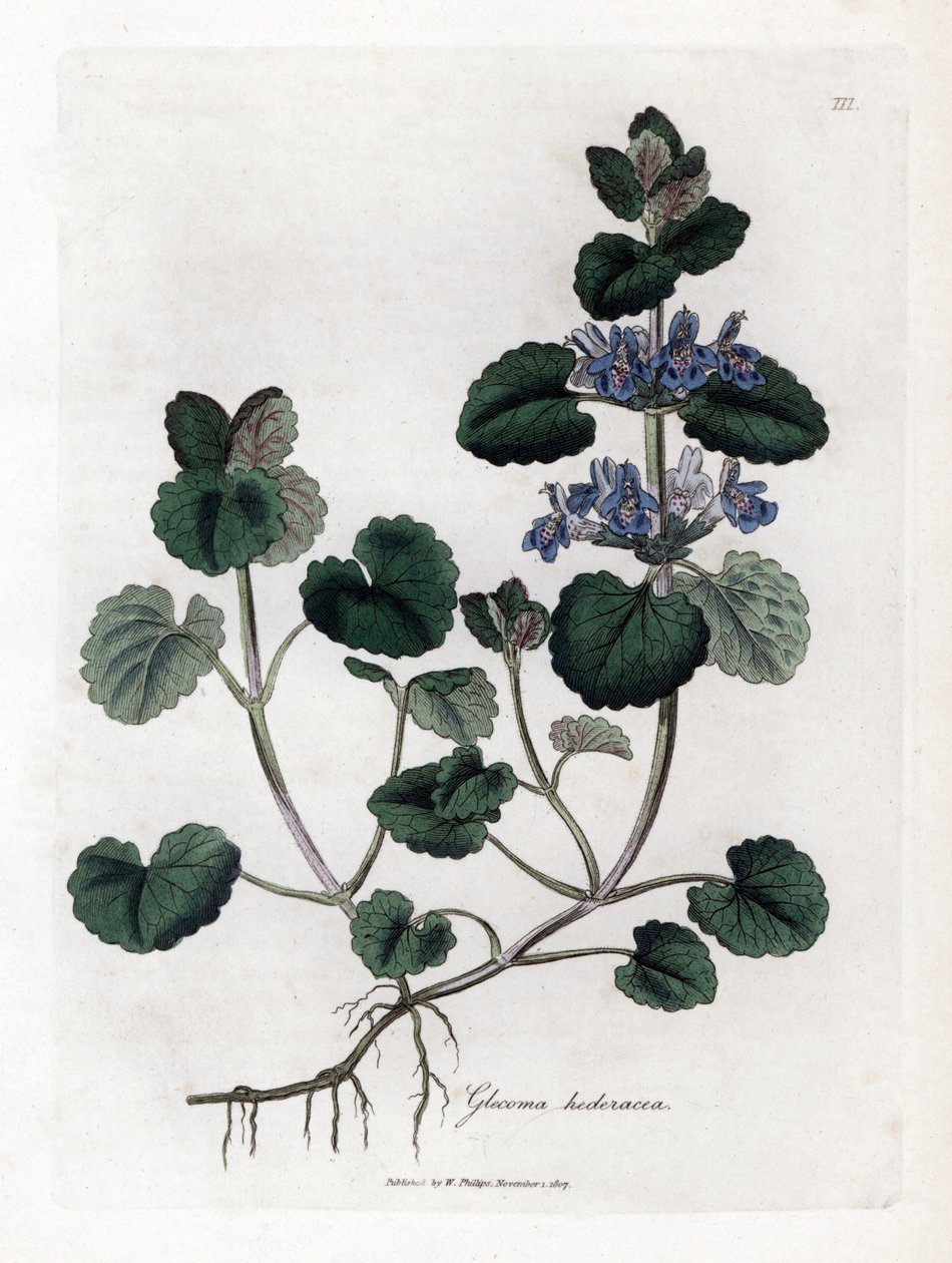 Aardse klimop - Hondsdraf, Glechoma hederacea. Handgekleurde kopergravure uit een botanische illustratie door James Sowerby uit William Woodville en Sir William Jackson Hooker