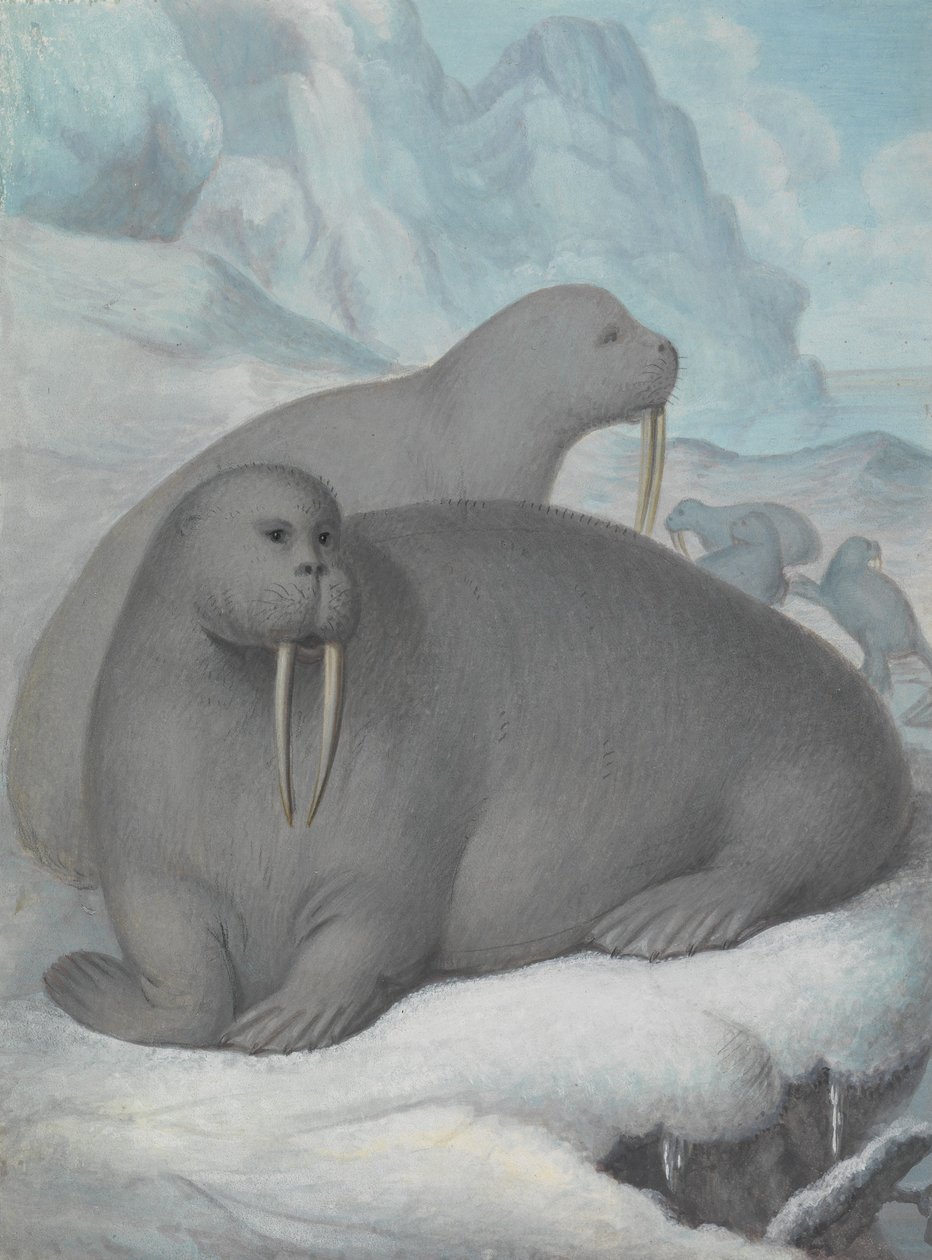 Walrussen met slagtanden door James Sowerby