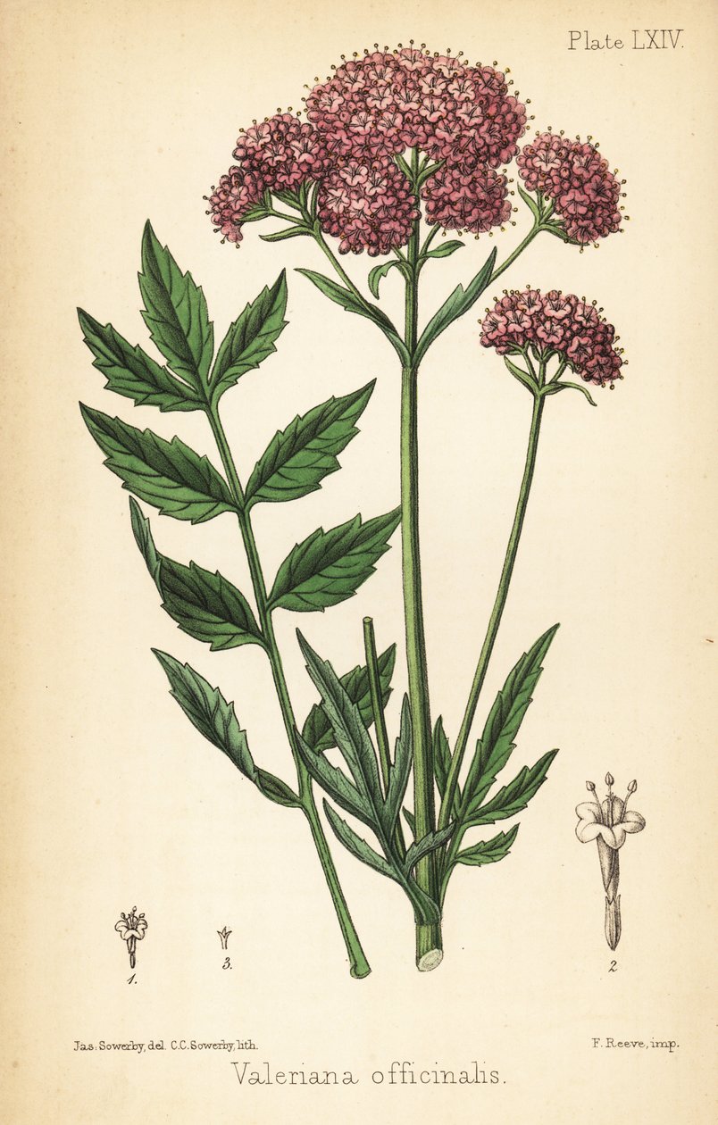 Valeriaan, Valeriana officinalis door James Sowerby