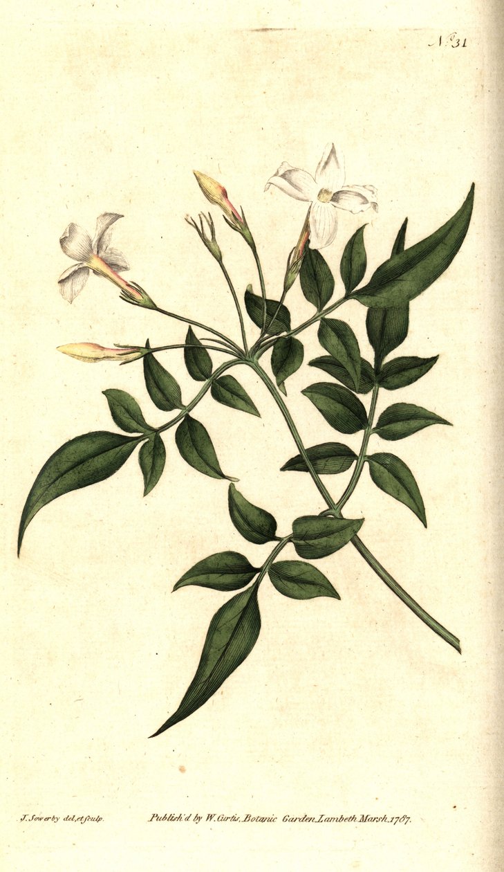 Witte jasmijn (of Jasmijn officinalis) door James Sowerby