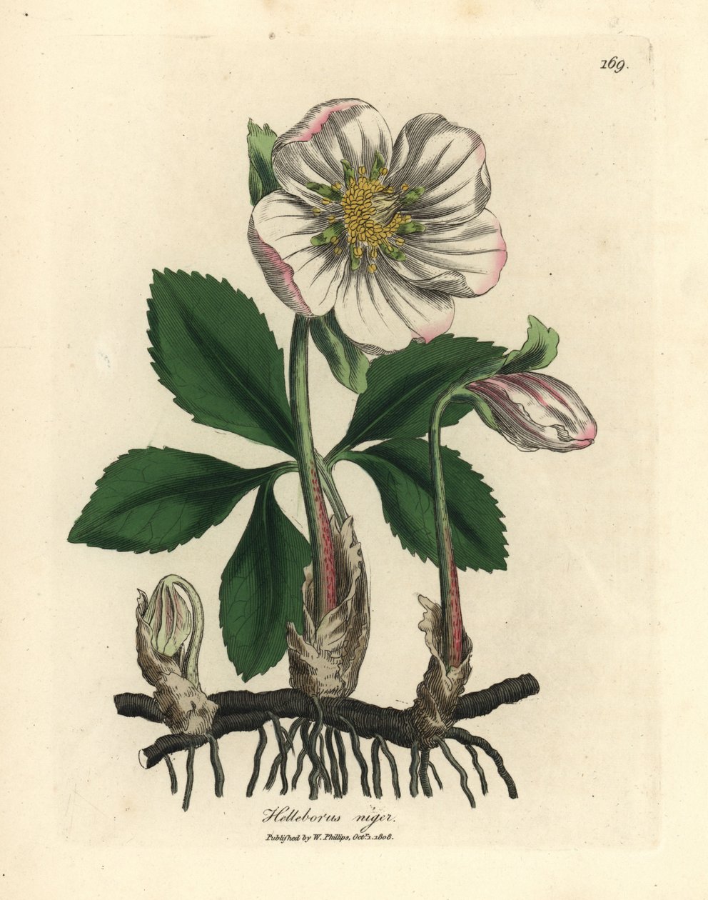 Witbloeiende zwarte nieskruid of kerstroos, Helleborus niger door James Sowerby