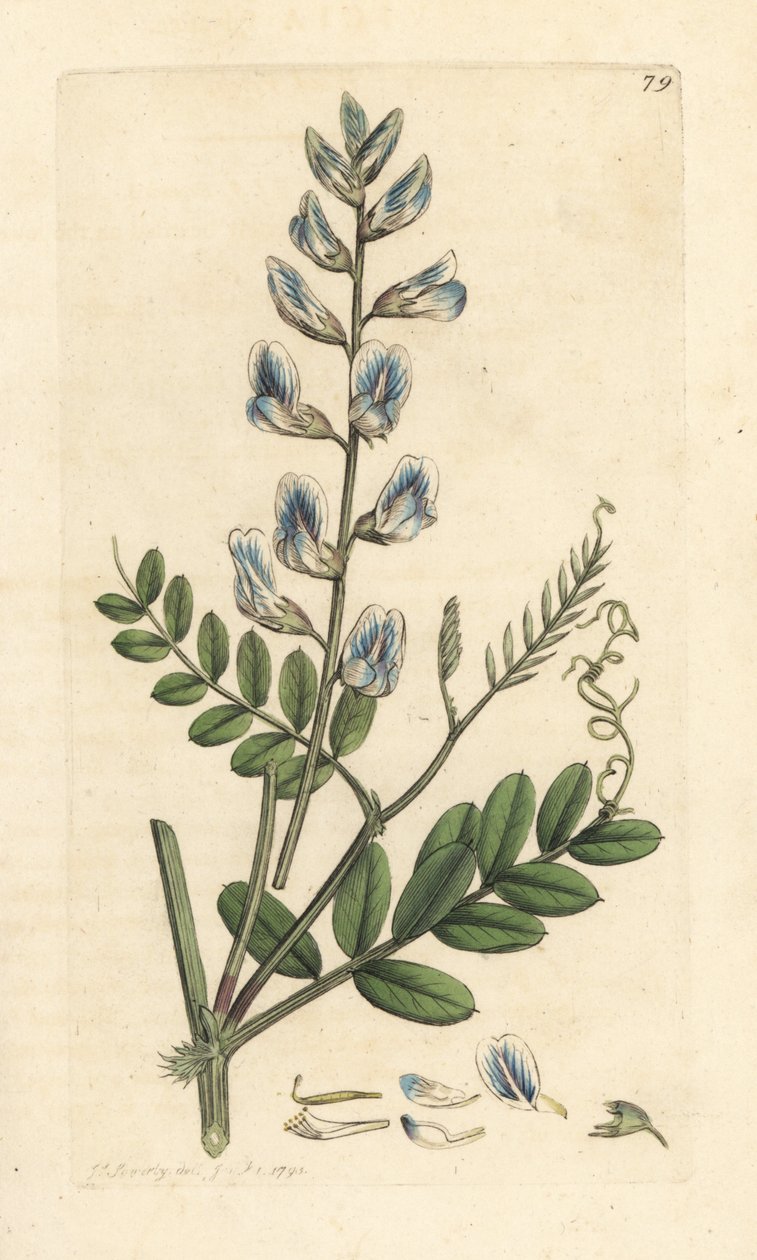 Boswikke, Vicia sylvatica. Handgekleurde kopergravure naar een illustratie door James Sowerby uit James Smith
