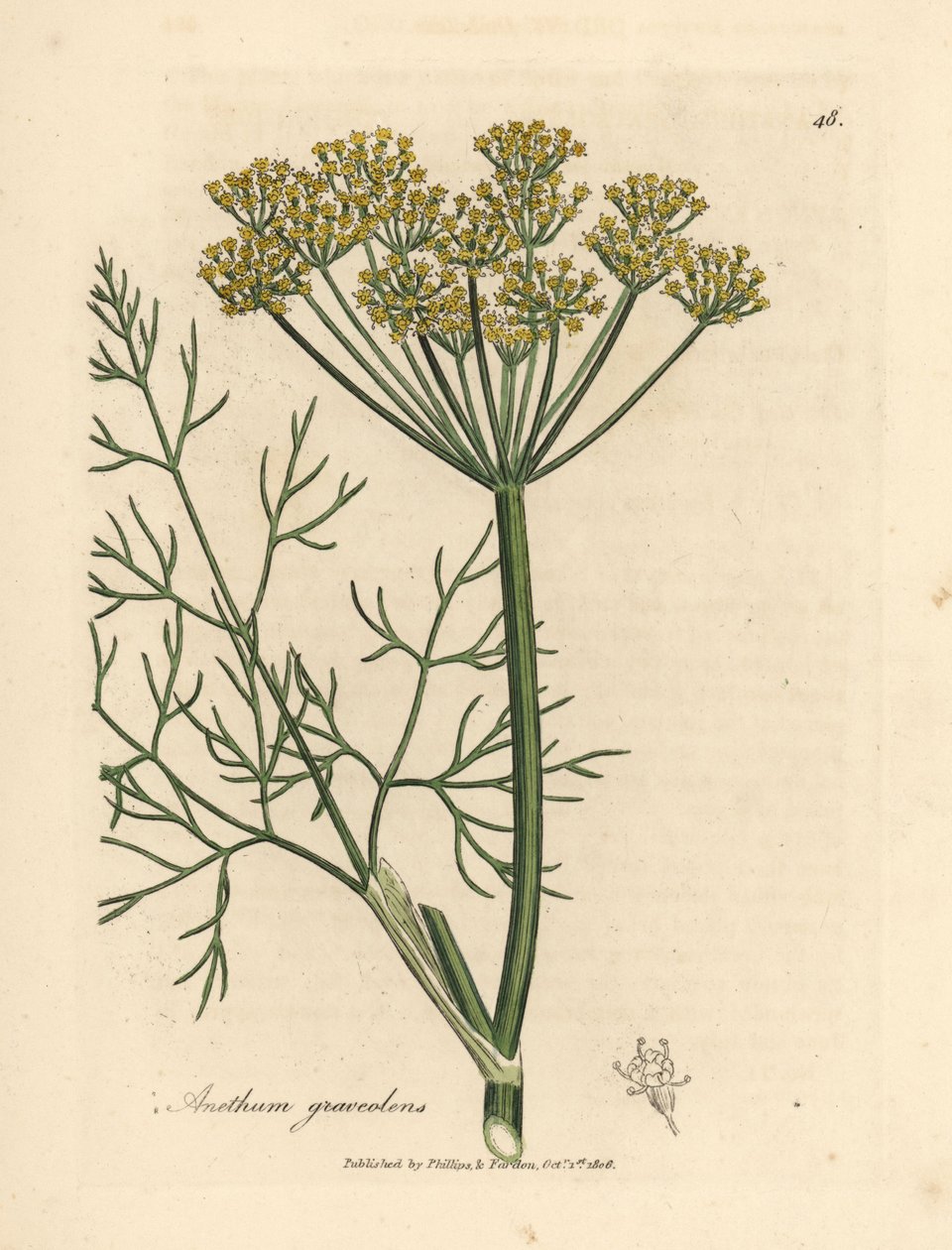 Geel bloeiende dille, Anethum graveolens door James Sowerby