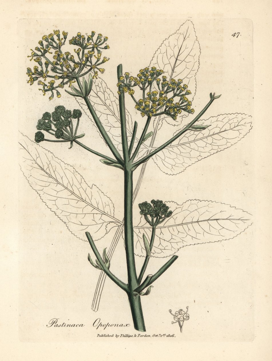 Gele bloemige opopanax of ruwe pastinaak, Pastinaca opopanax door James Sowerby