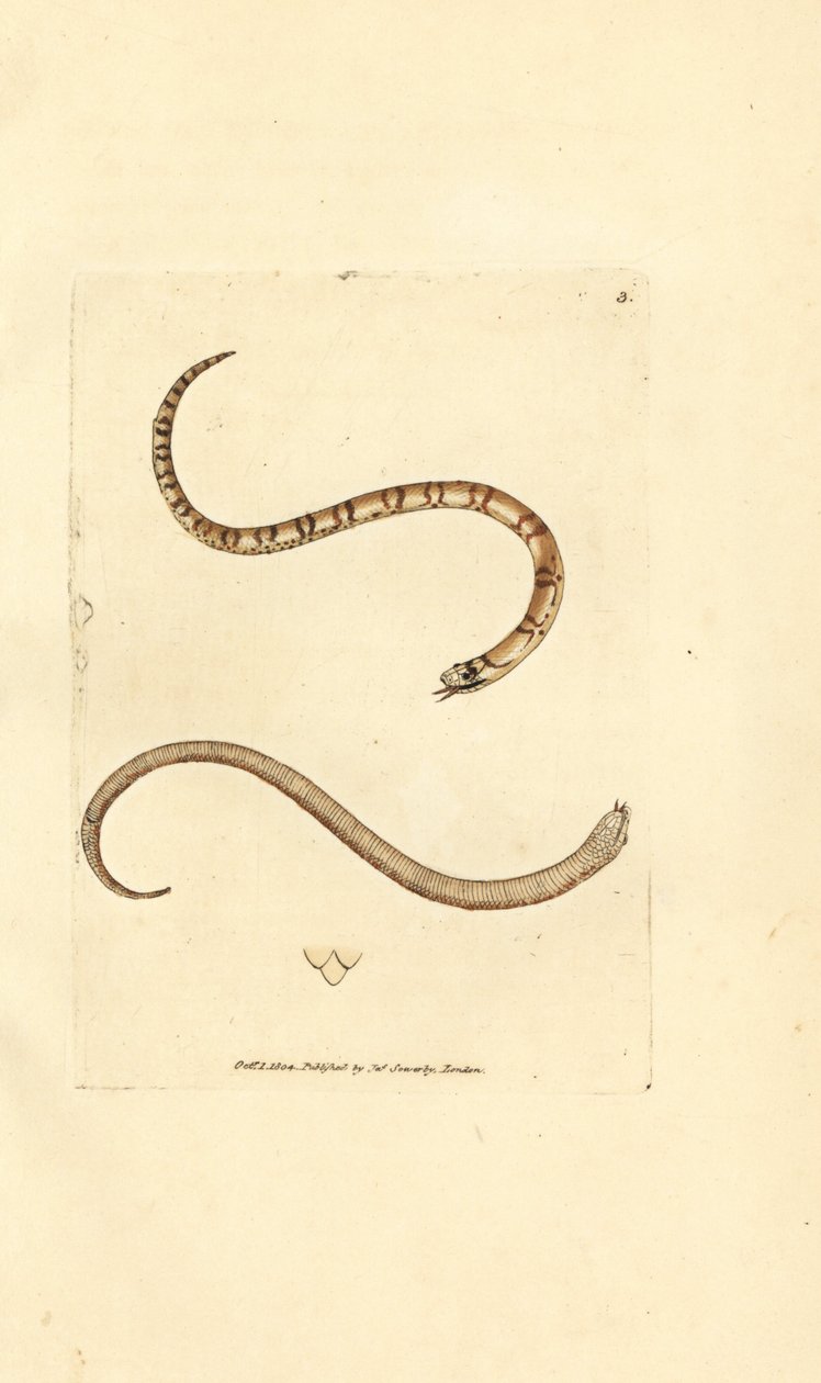 Jonge gladde slang, Coronella austriaca door James Sowerby