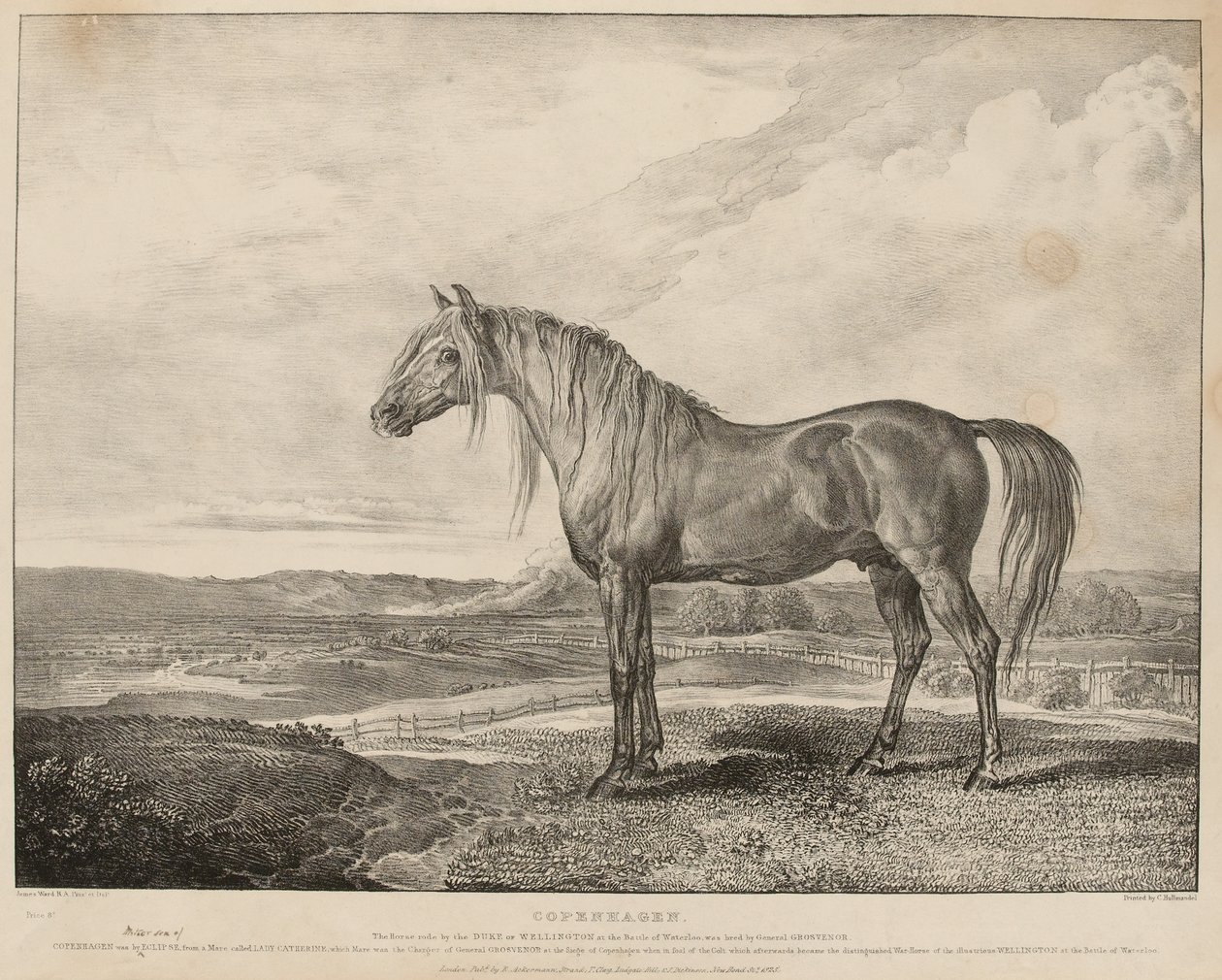 ‘Kopenhagen Het paard bereden door de Hertog van Wellington bij de Slag van Waterloo, gefokt door Generaal Grosvenor’, ca. 1824 door James Ward