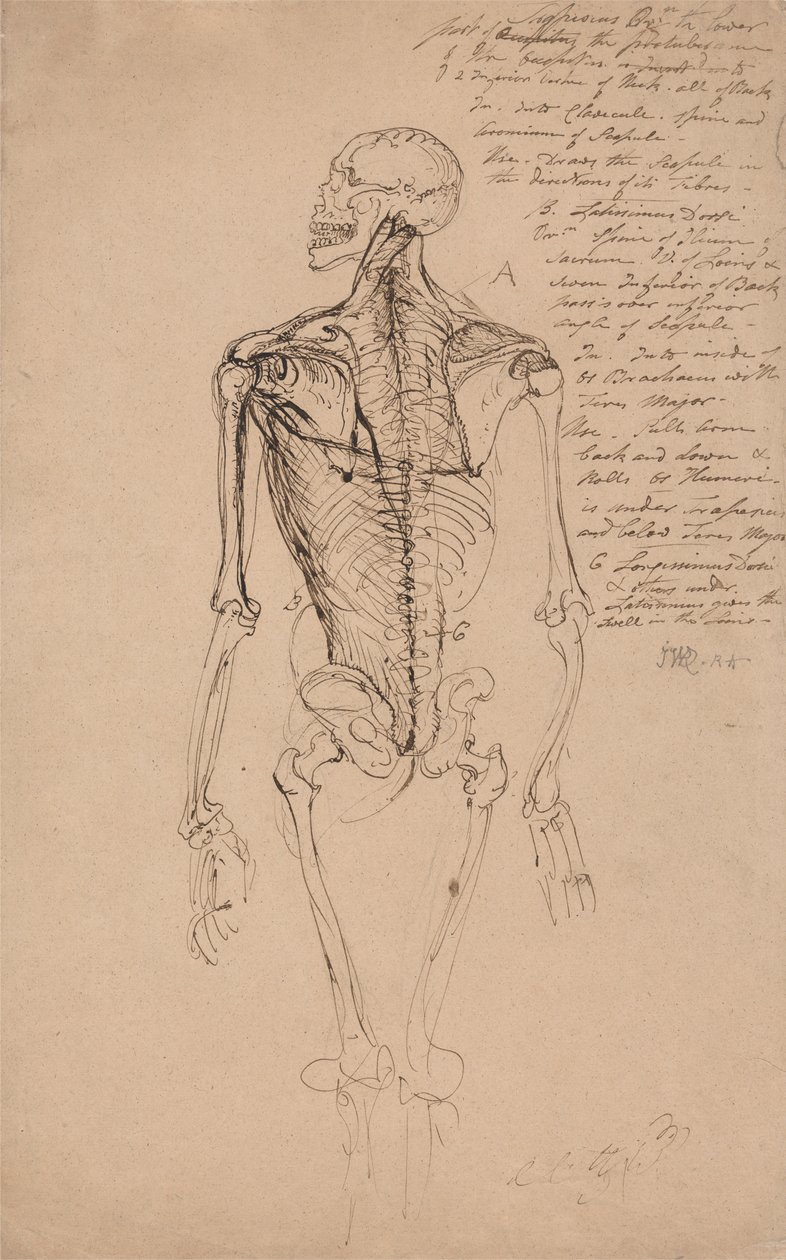 Tekening van een mannelijk skelet door James Ward