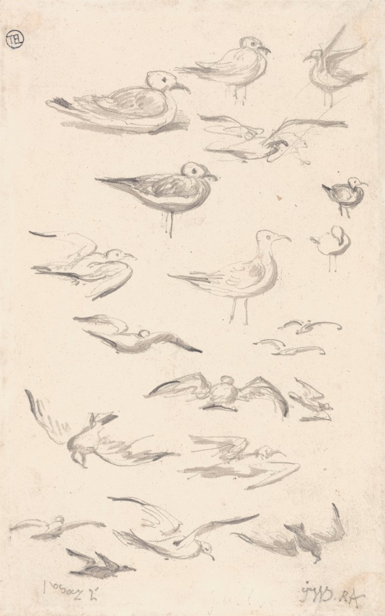 Studies van meeuwen door James Ward