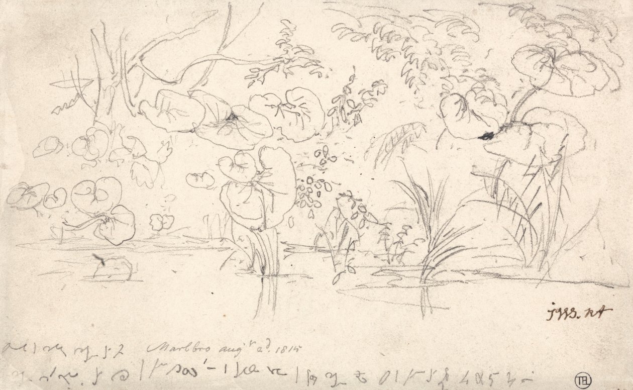 Studies van planten, 2 augustus 1815 door James Ward