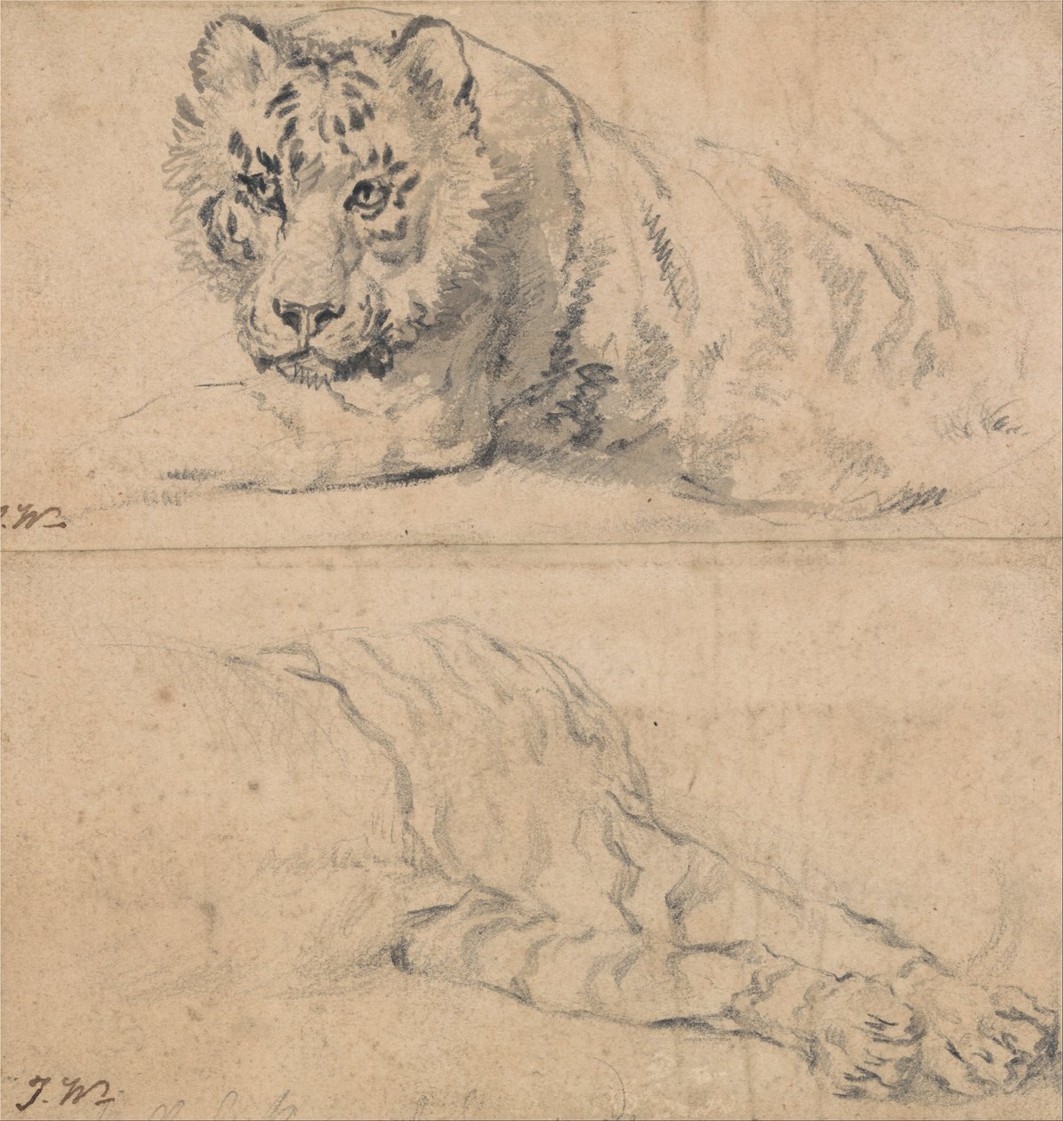 Studies van een tijger; boven, kop en schouders; onder, achterhand door James Ward