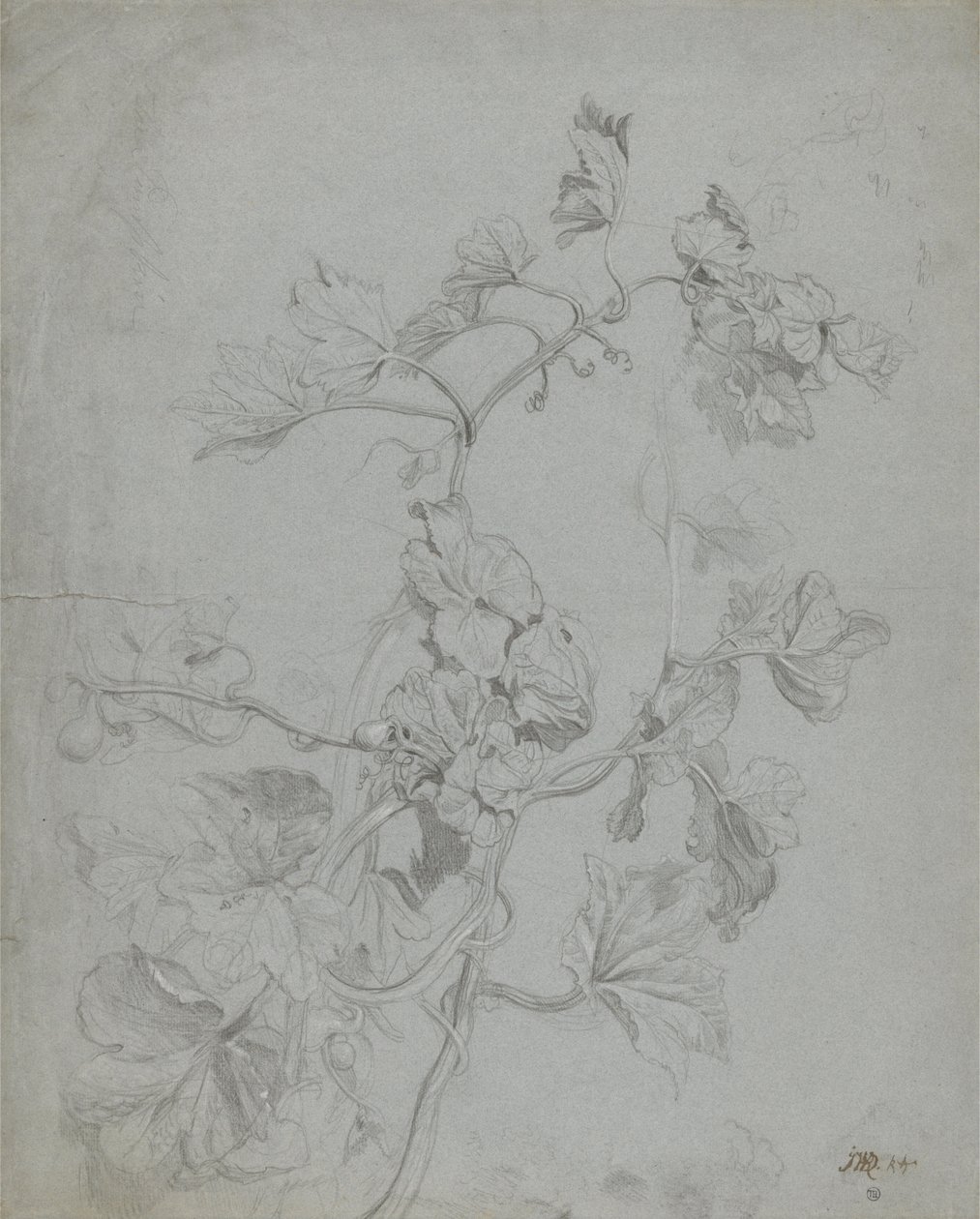 Studie van een klimplant (Pompoenfamilie) door James Ward