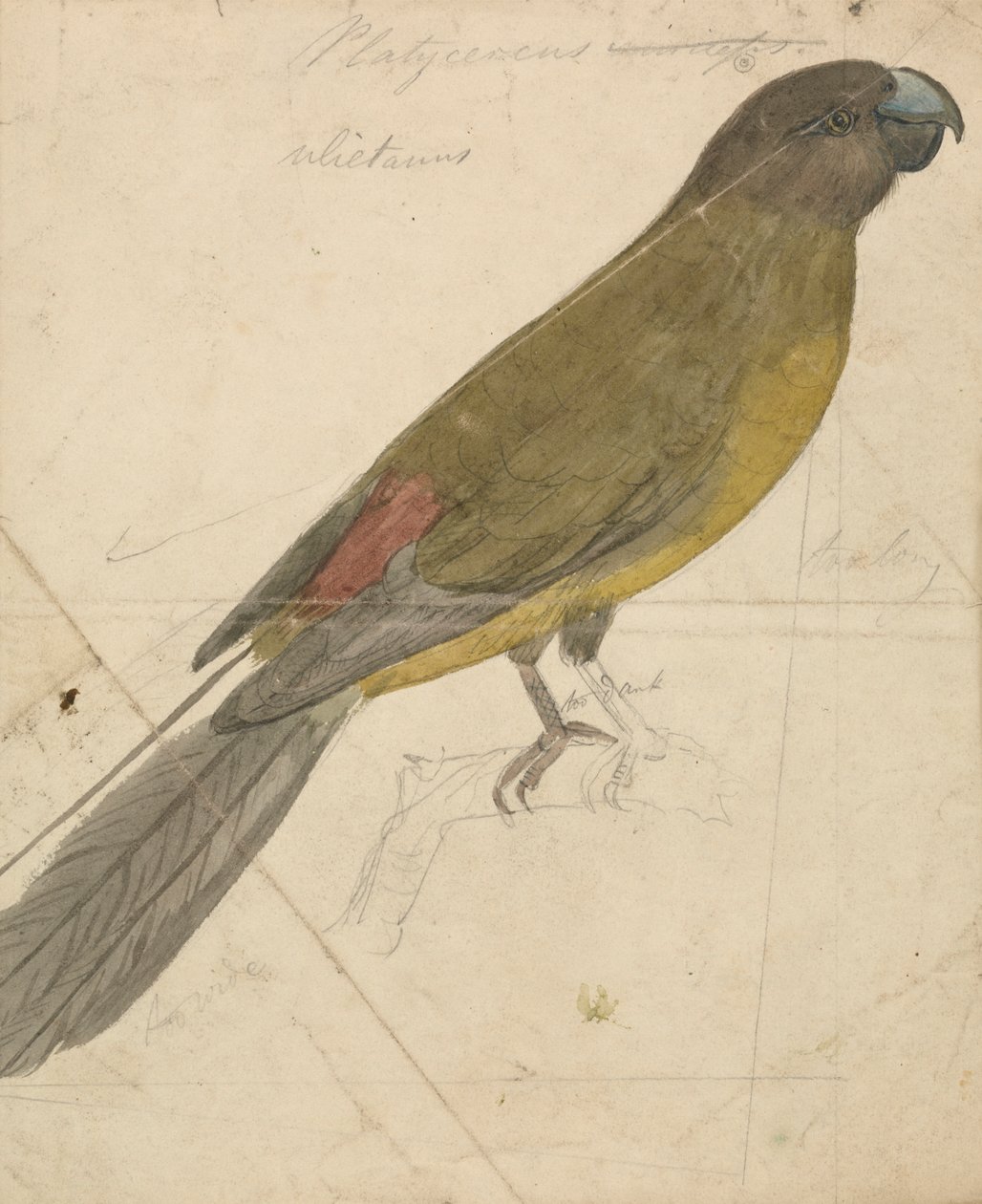 Een papegaai door James de Carle Sowerby