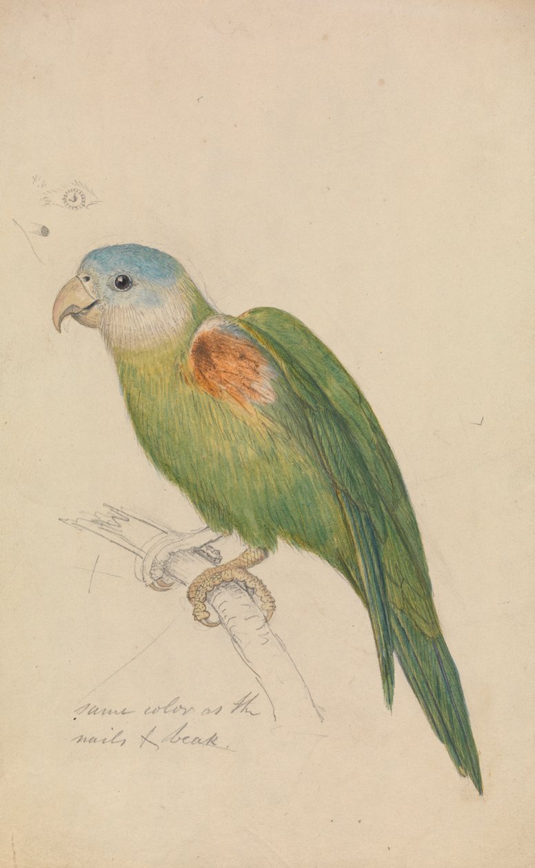 Een Papegaai door James de Carle Sowerby