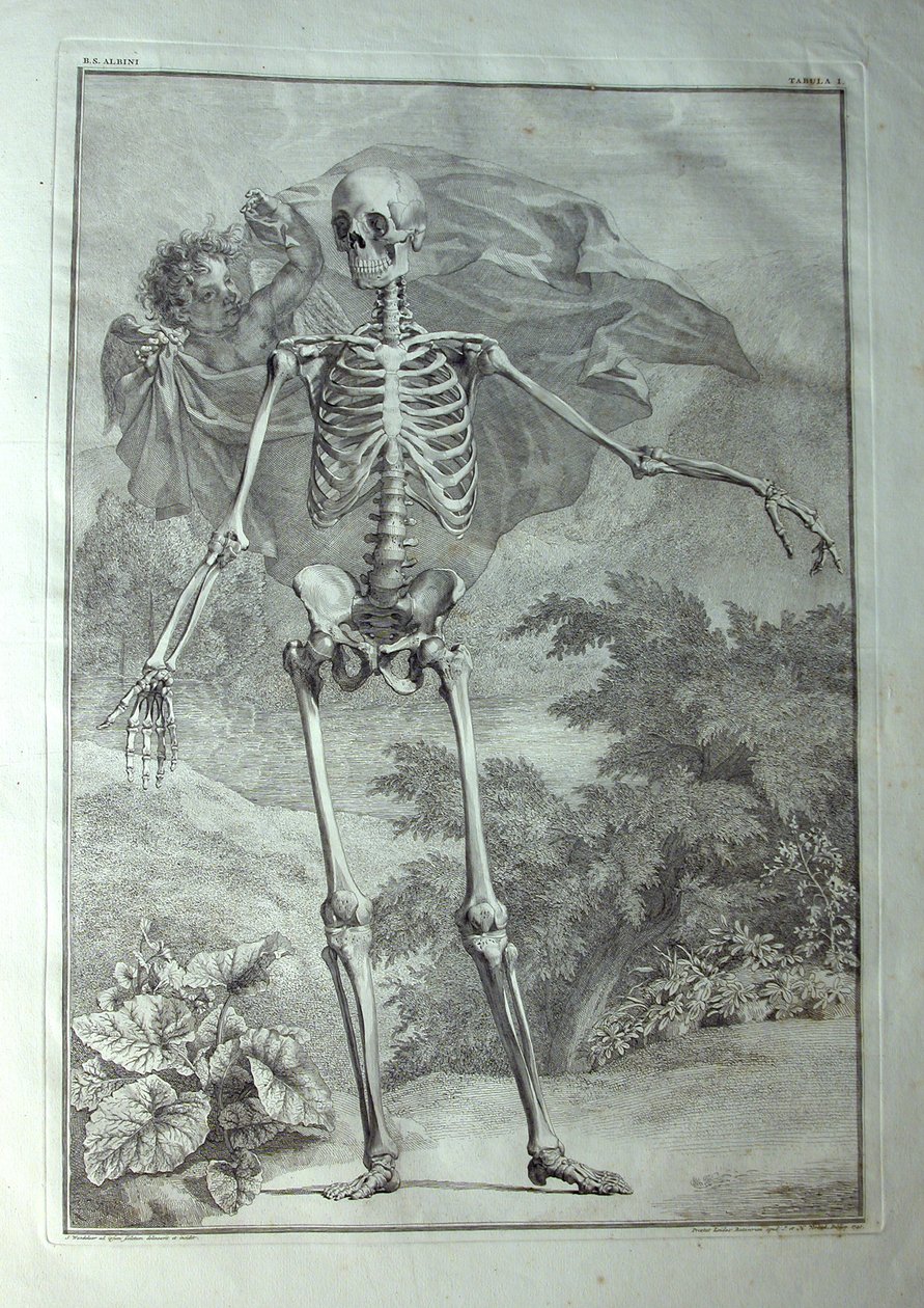 Albinus I, Pl. I: Skelet, illustratie uit 