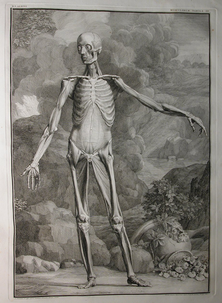 Albinus I, Pl. III: Spierstelsel, illustratie uit 