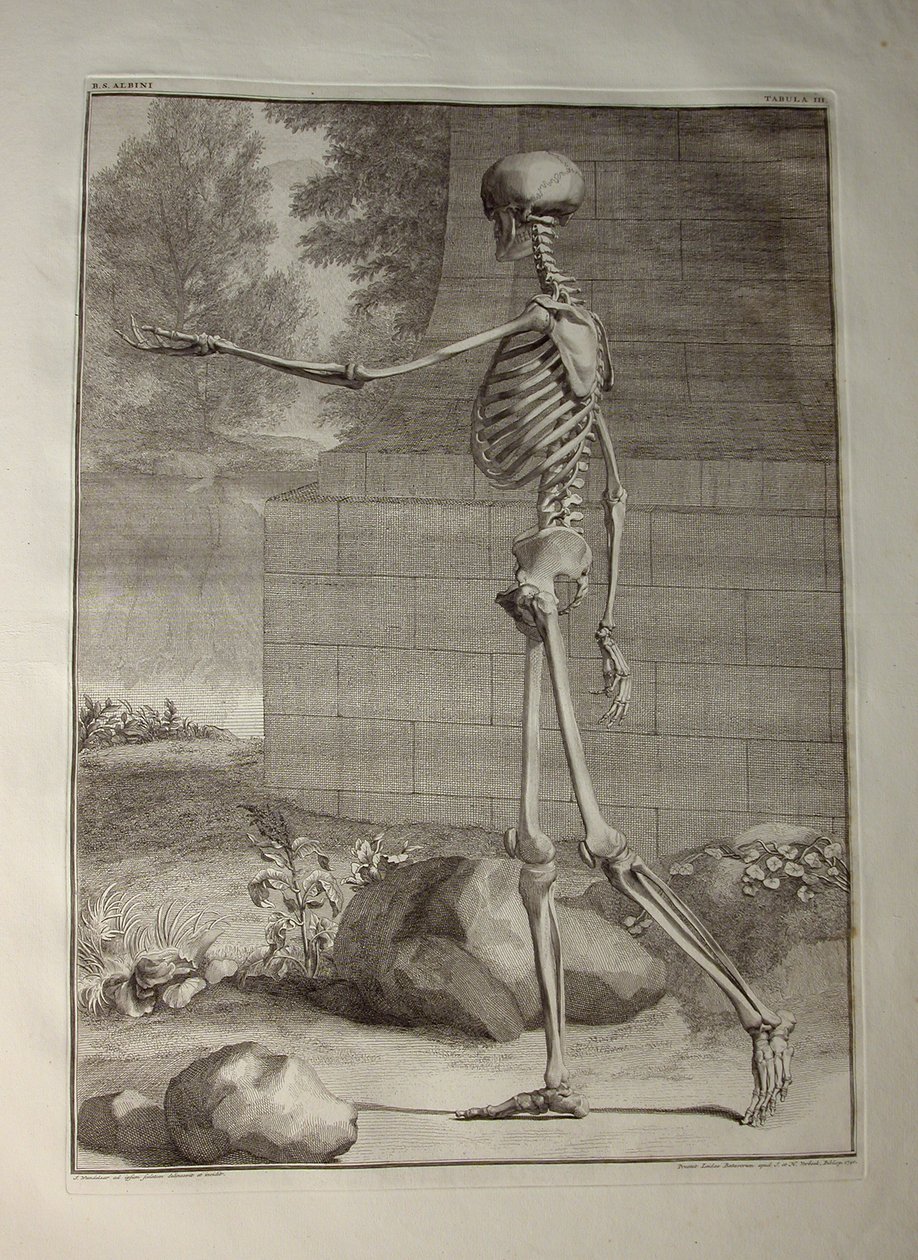 Albinus I, Pl. III: Skelet, illustratie uit 