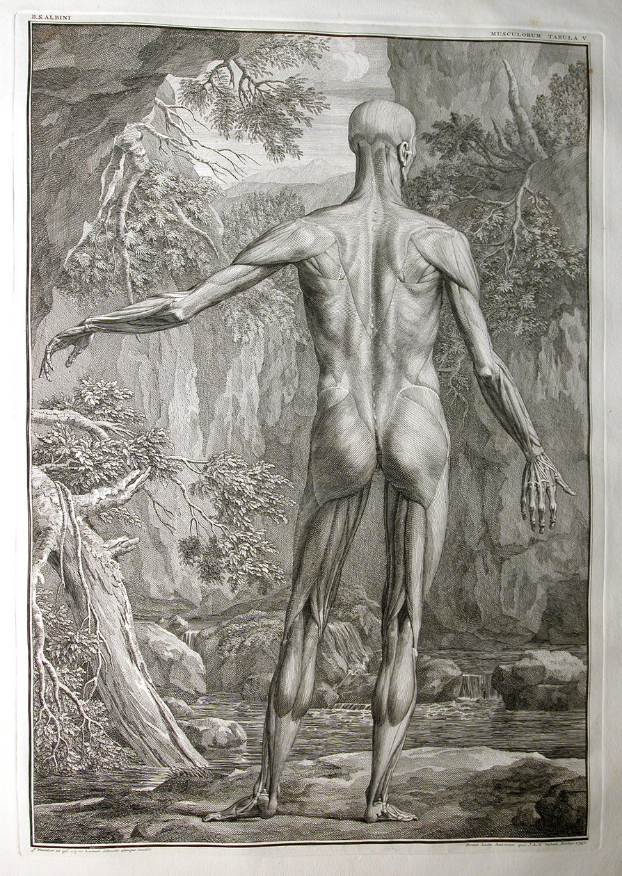 Albinus I, Pl. V: Spierstelsel, illustratie uit 