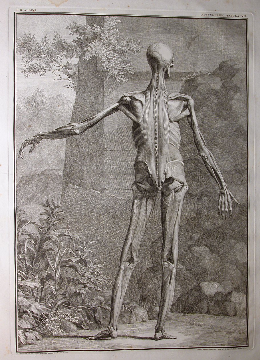Albinus I, Pl. VII: Spierstelsel, illustratie uit 