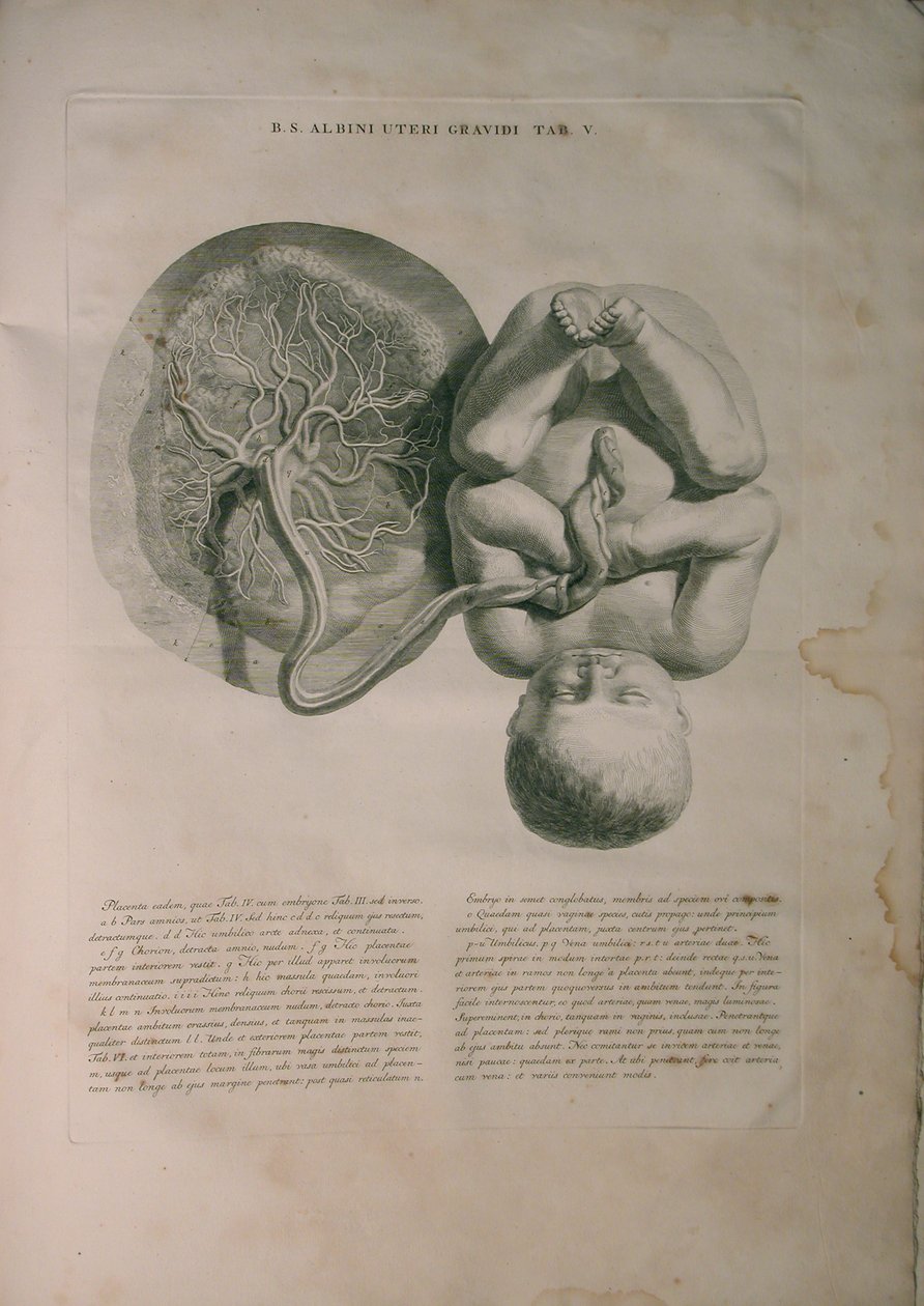 Albinus, Uterus II, Pl. V, illustratie uit 