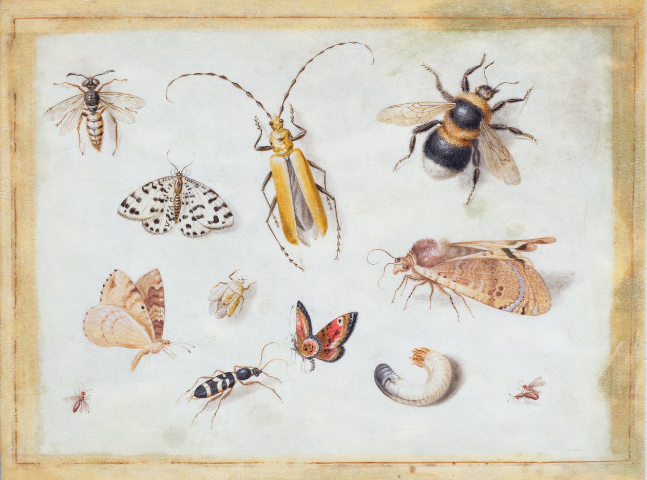 Een studie van vlinders en andere insecten door Jan van Kessel the Elder