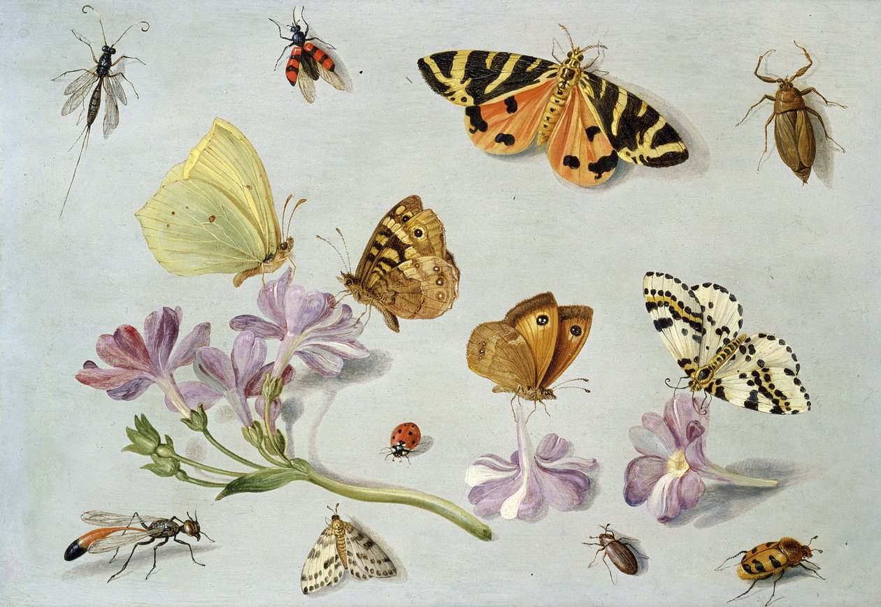 Vlinders, motten en andere insecten met een takje maagdenpalm door Jan van Kessel the Elder