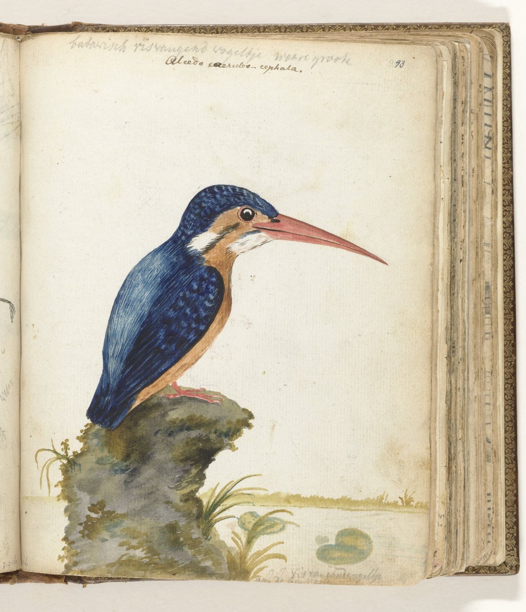 Blauwoorijsvogel door Jan Brandes