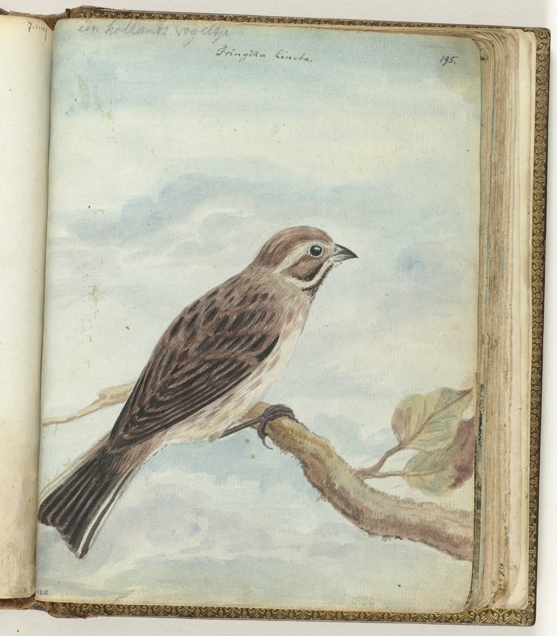 Hollandse vogel door Jan Brandes