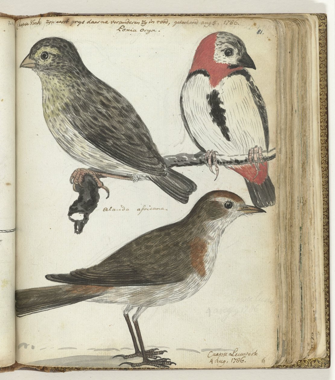 Kaapse vogels door Jan Brandes