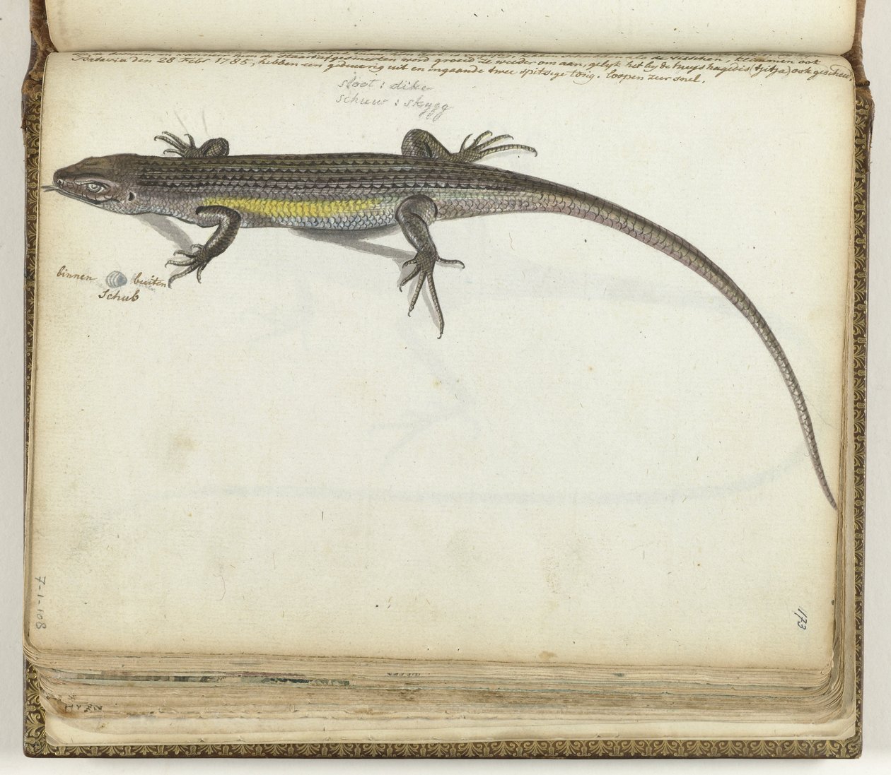 Land- en waterhagedis door Jan Brandes