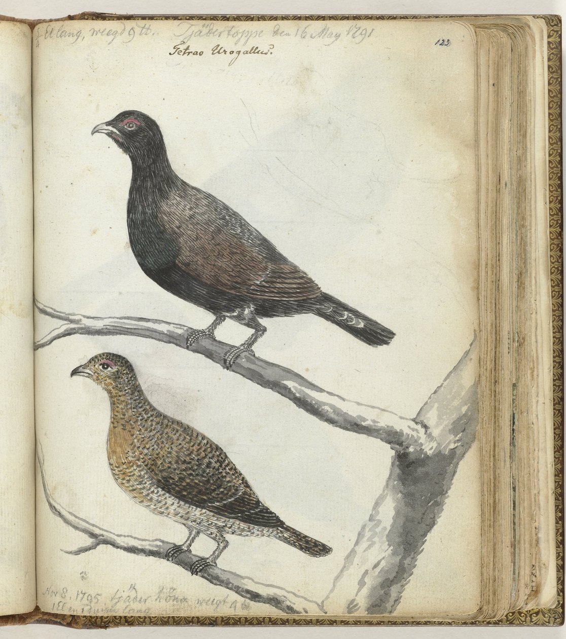 Zweedse vogels door Jan Brandes