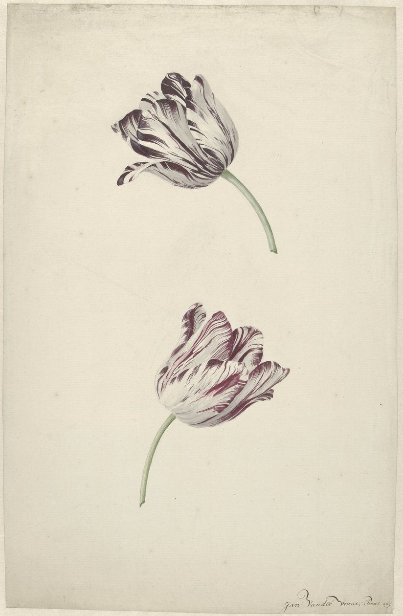 Twee rood-witte tulpen door Jan Jansz. van der Vinne