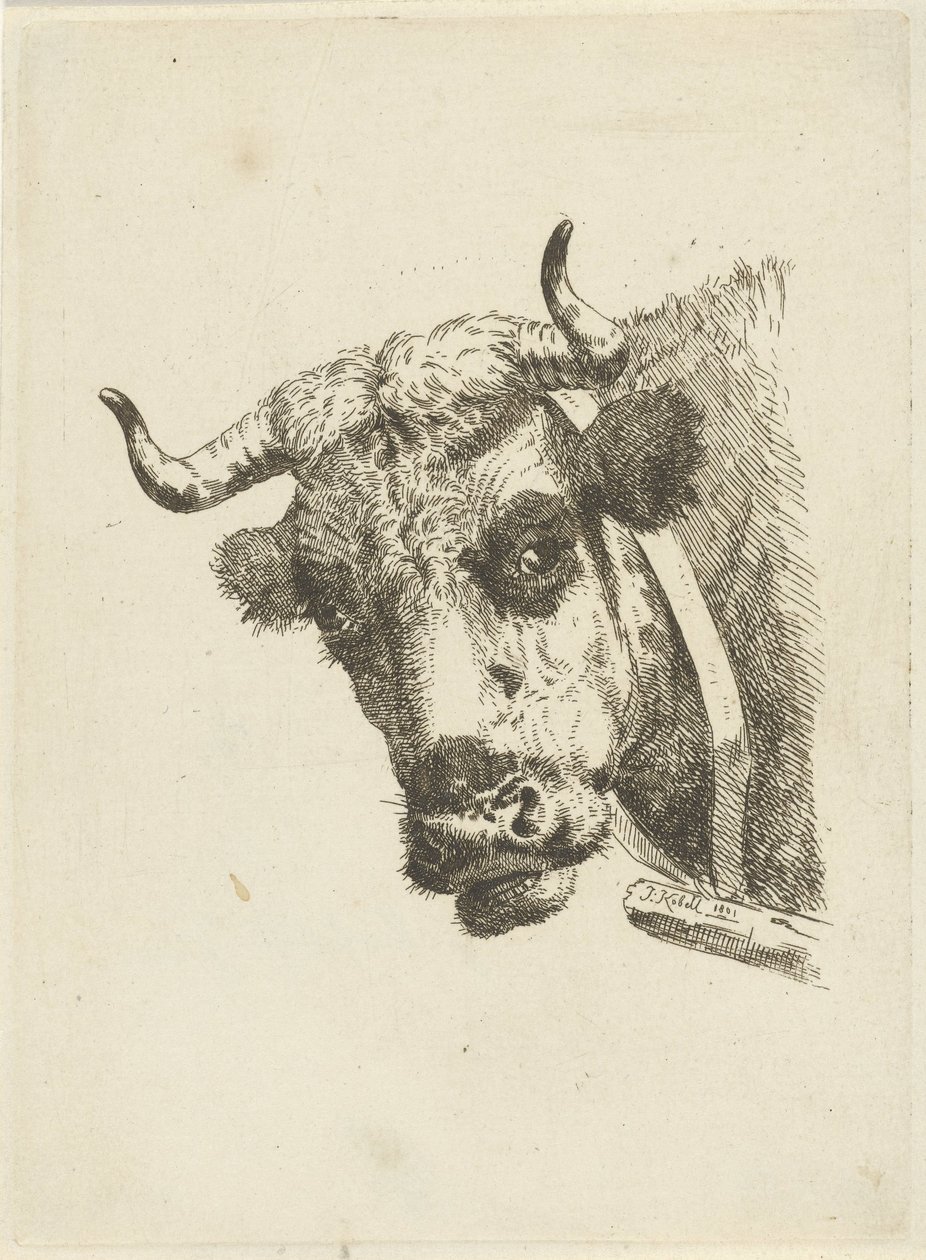 Koeienkop door Jan Kobell (II)