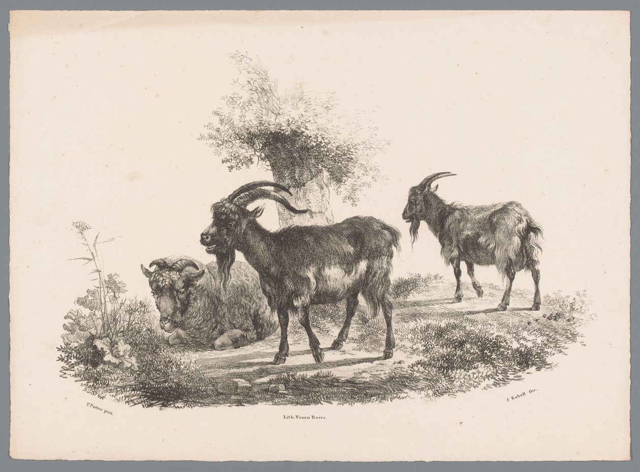 Twee geiten en een schaap bij een boom door Jan Kobell (III)