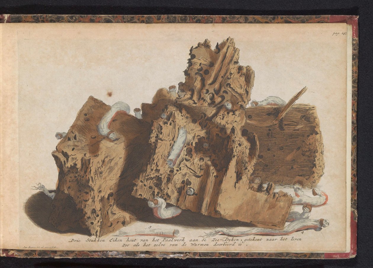 Delen paalwerk aangetast door paalwormen, 1731 door Jan Ruyter