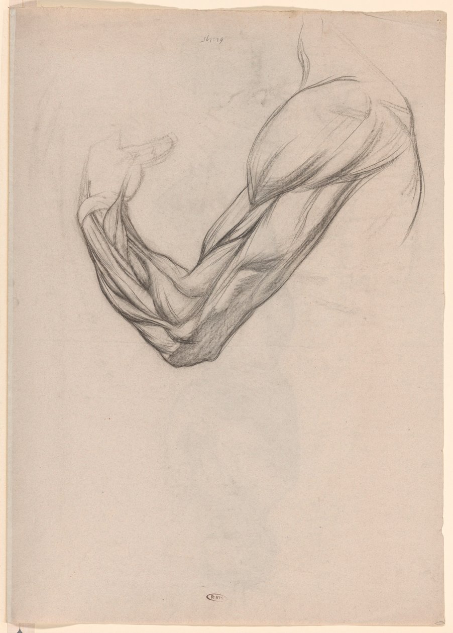 Anatomische studie van de spieren van een rechterarm door Jan Veth