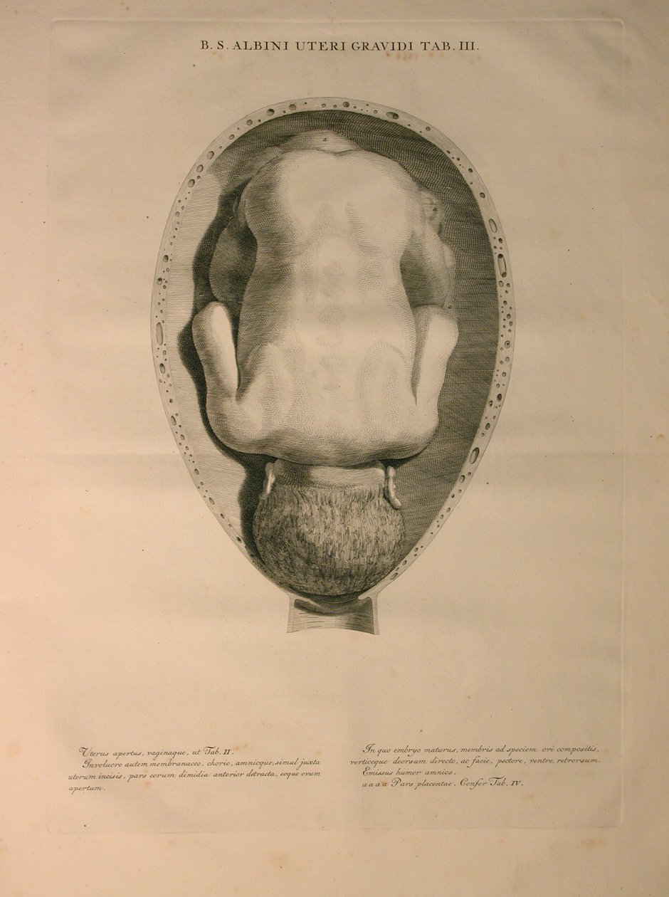 Albinus, Uterus, Pl. III, illustratie uit 