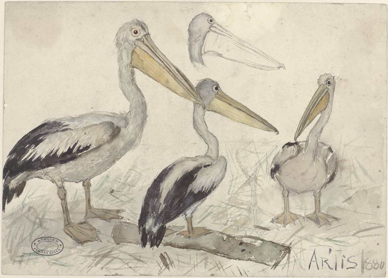 Pelikanen in Artis Zoo door Jan van Essen