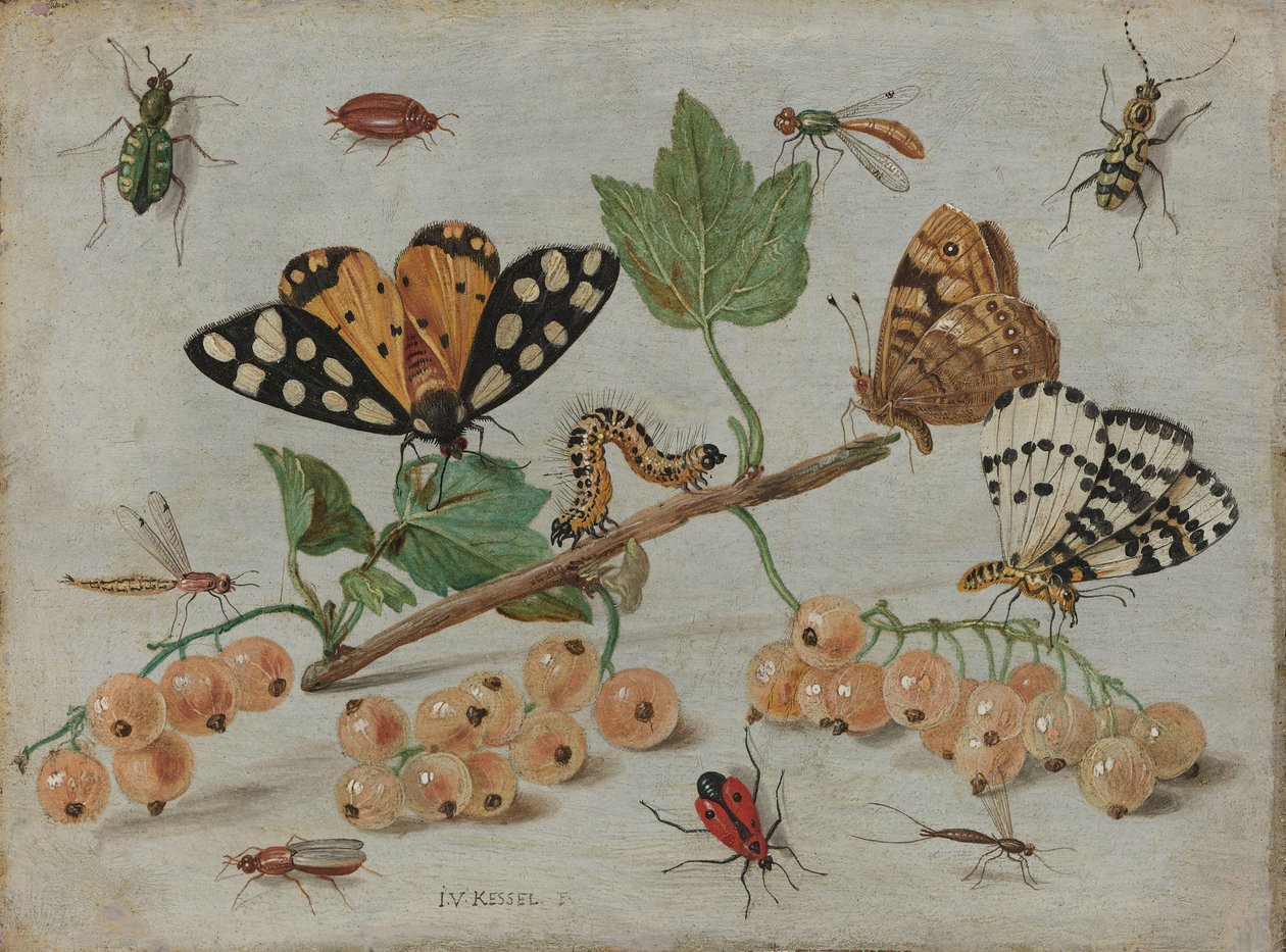 Insecten en Fruit door Jan van Kessel (I)
