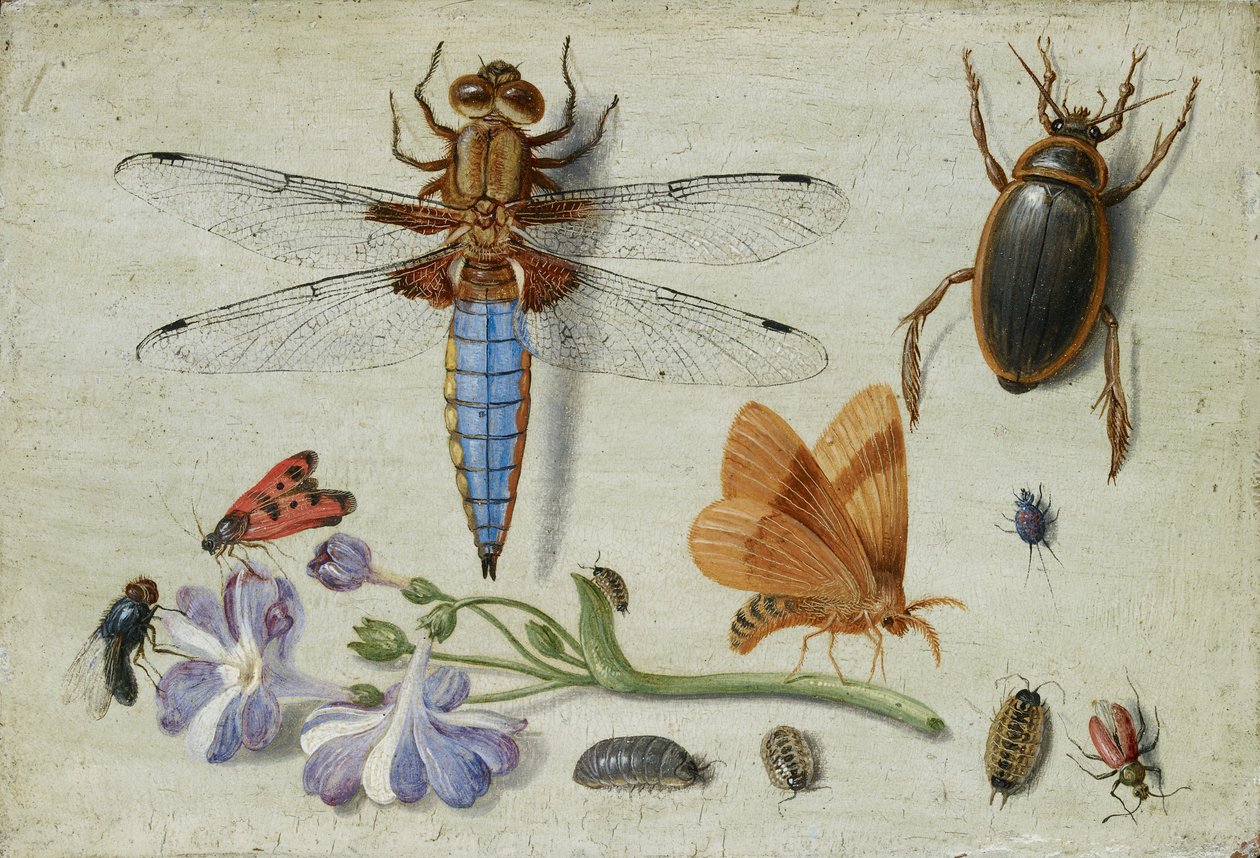Een Meikever, Kever, Pissebedden en andere Insecten, met een Takje Auricula, vroege 1650s door Jan van Kessel