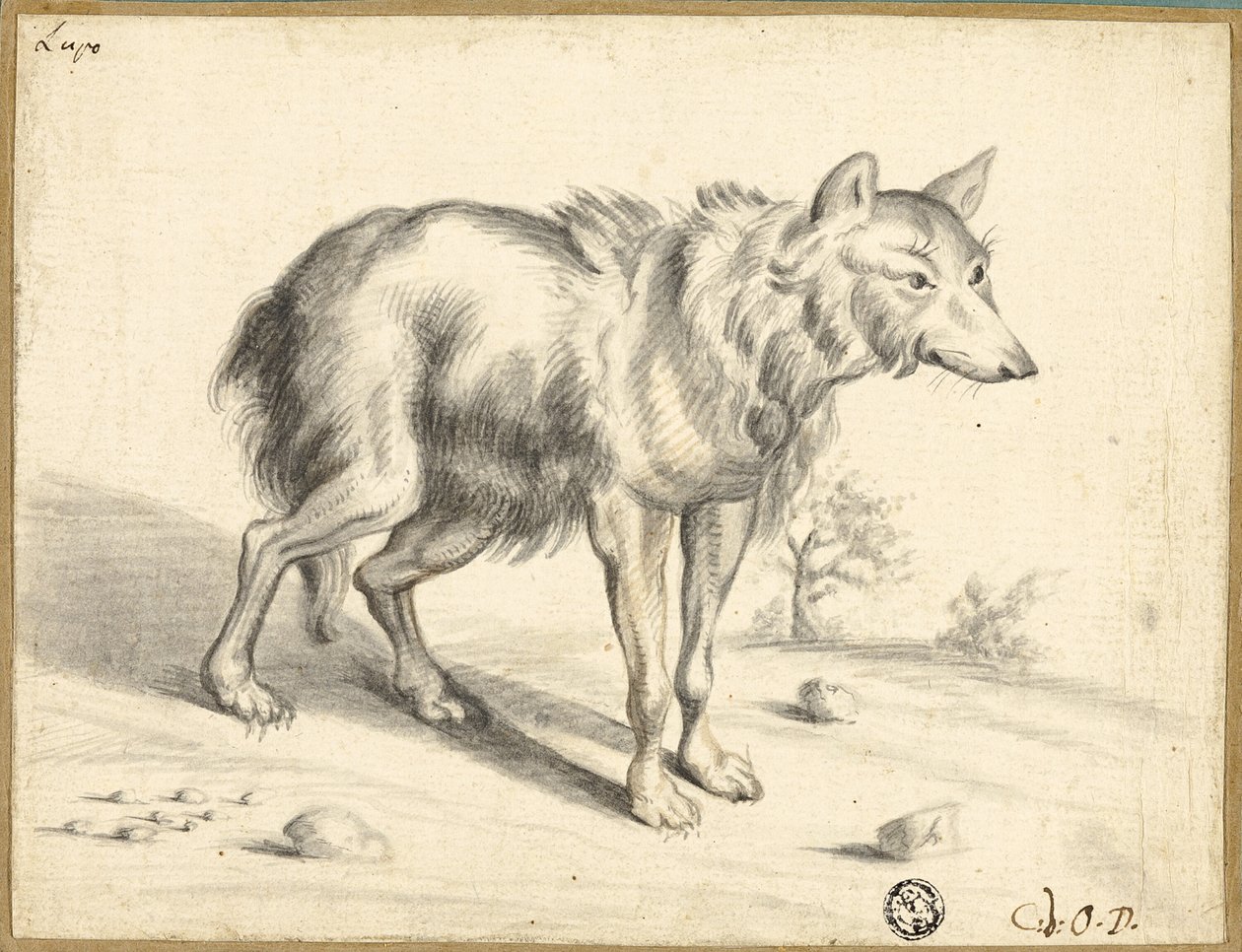 Wolf door Jan van Os