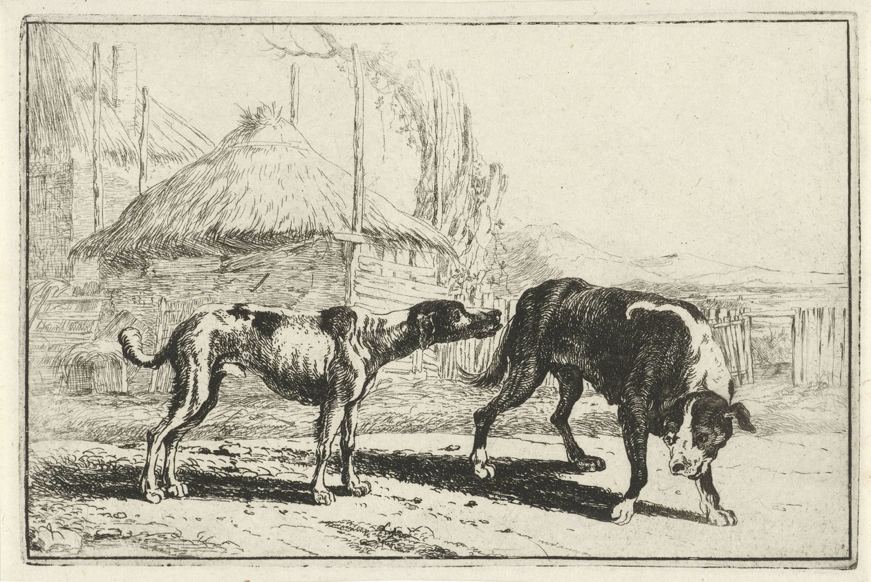 Reu en teef door Jan van den Hecke