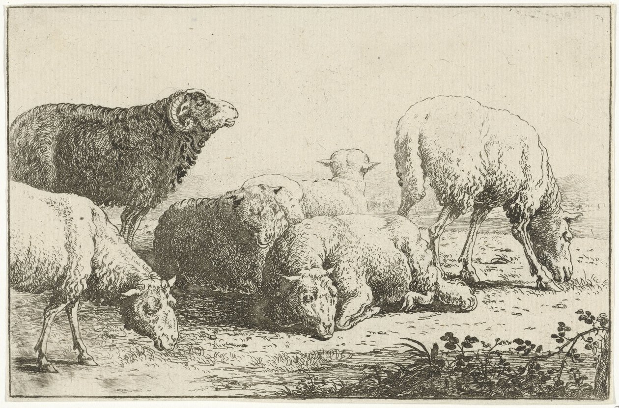 Schapen door Jan van den Hecke